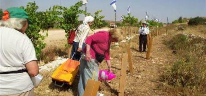 Colonists plant Olive Seedlings in Palestinian Private Property