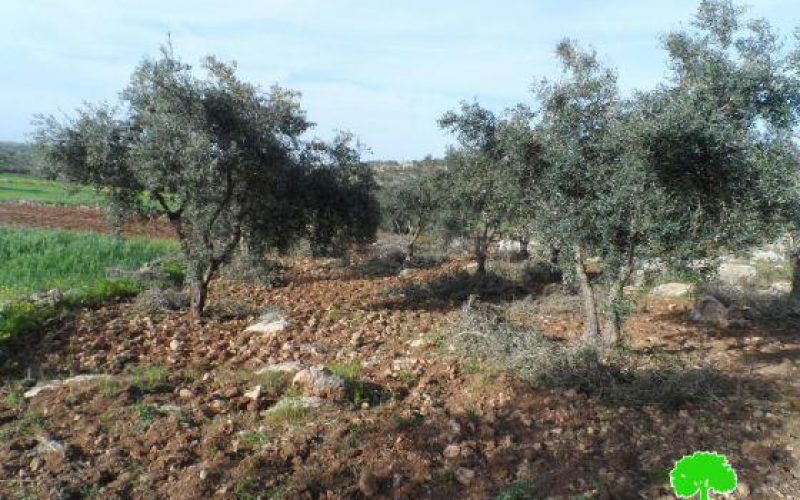 Colonists Ravage 40 Trees in Beit Awwa