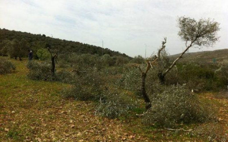 Colonists of Talmun Ravage Olive Trees in Al Janiya village – Ramallah Governorate