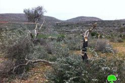 Cutting 112 trees in As Sawiya