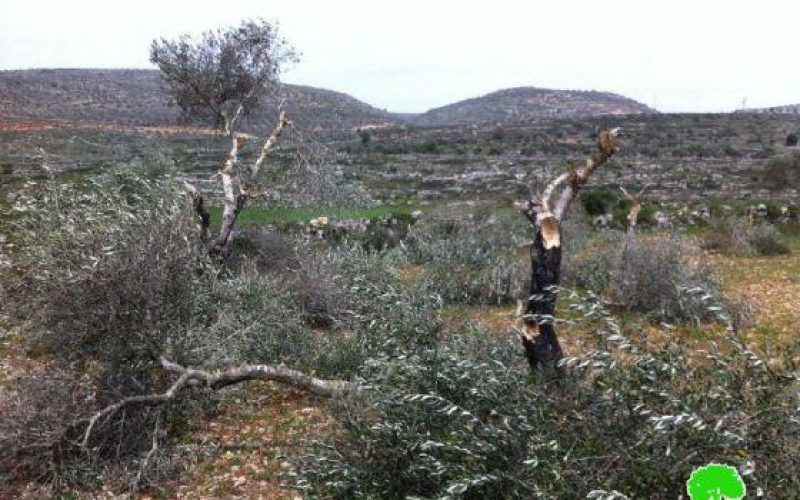 Cutting 112 trees in As Sawiya