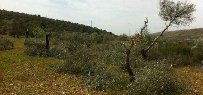 مستعمرو  “تلمون” يتلفون 21 شجرة زيتون في قرية الجانية في محافظة رام الله