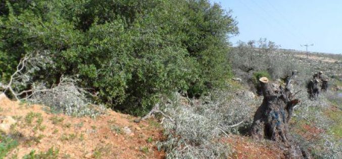 Cutting down 25 Olive Trees in Deir Jarer/ Ramallah