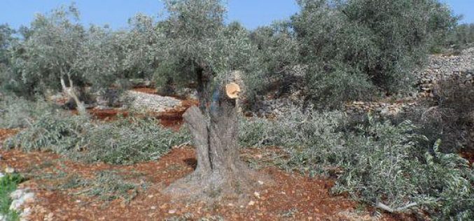 Damaging 78 Olive Trees in Qariot village – Nablus Governorate