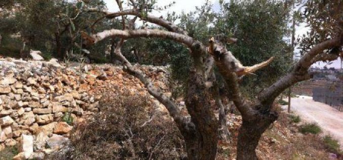 Knocking down retaining walls and breaking of trees in Wadi al Amir in Halhul – Hebron
