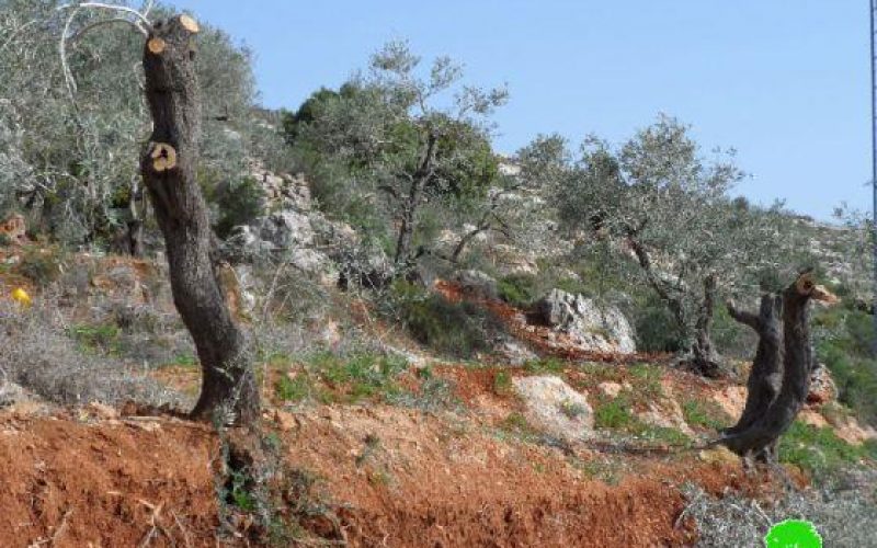 Damaging 12 olive trees in Burin- Nablus
