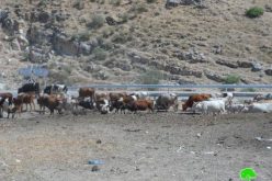 الاحتلال الإسرائيلي يصادر رأسين من الأبقار و يعمل على تخدير خمسة رؤوس أخرى في عين حلوة