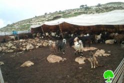 Killing Cattle in the Jordan Valley