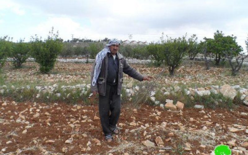 Colonists Uproot and Steal Olive Seedlings in Al Zafaran area in Sa’ir – Hebron