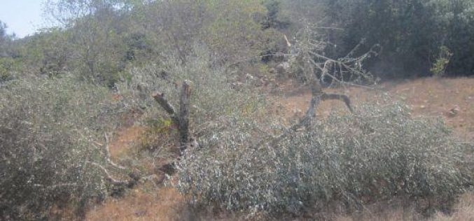 مستعمرو “نحلئيل” يتلفون 20 شجرة زيتون في قرية بيتللو