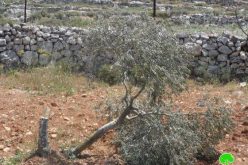 مستوطنو مستوطنة حلميش يتلفون 150 شجرة في قرية دير نظام