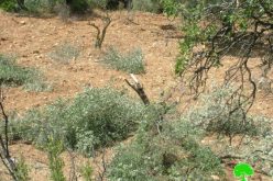 مستعمرو “جبعوت” يقطعون 50 شجرة زيتون في قرية نحالين