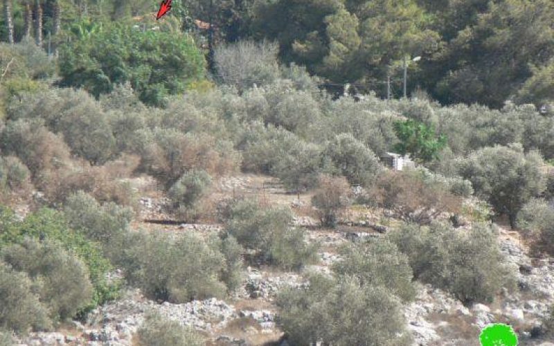 Israeli Setlers Damage trees using toxic chemicals in Burin Village