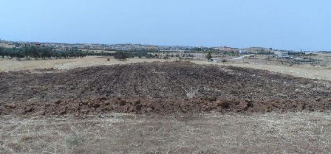 مستعمرون يحرقون محصول قمح في ” زيف ” شرق يطا / محافظة الخليل