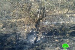 مستوطنو “جلعاد” يحرقون 64 شجرة زيتون في قريتي فرعتا واماتين /محافظة قلقيلية