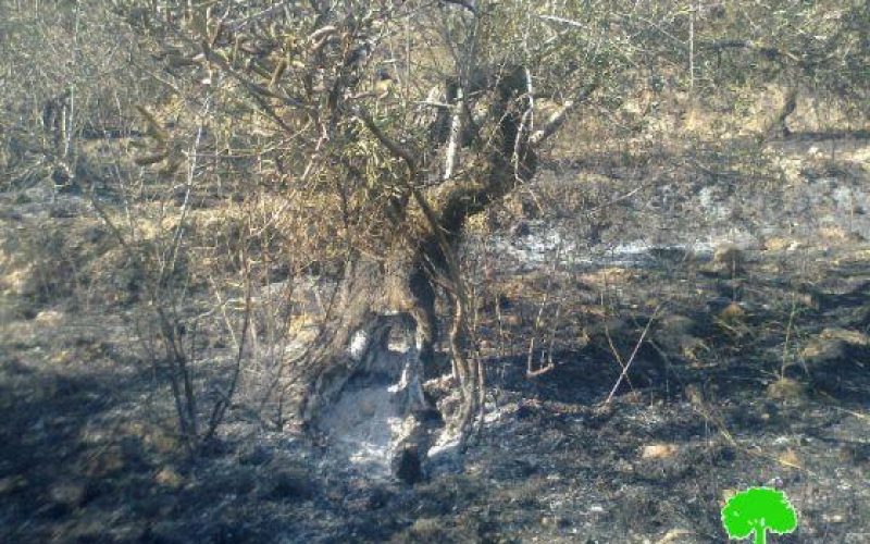مستوطنو “جلعاد” يحرقون 64 شجرة زيتون في قريتي فرعتا واماتين /محافظة قلقيلية