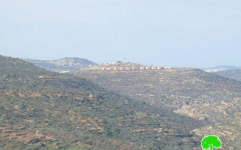 Damaging 700 Olive Trees in Nablus