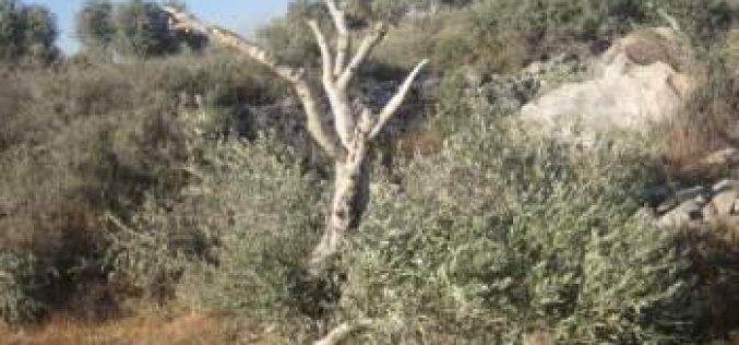 Damage of 62 Olive Trees in Tarmis’ia