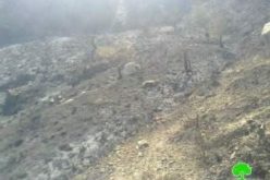 إحراق 78 شجرة زيتون في قرية مخماس /محافظة رام الله