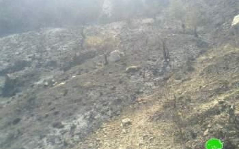 إحراق 78 شجرة زيتون في قرية مخماس /محافظة رام الله