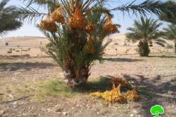 إتلاف 24 شجرة نخيل في منطقة واد المالح / محافظة طوباس