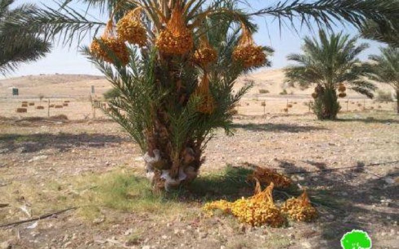 إتلاف 24 شجرة نخيل في منطقة واد المالح / محافظة طوباس