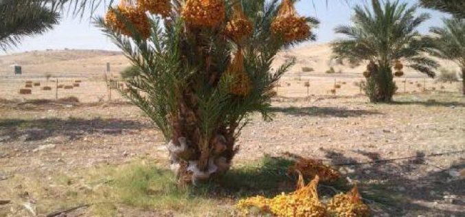 Destroying 24 Palm Trees in Wad Al-Maleh