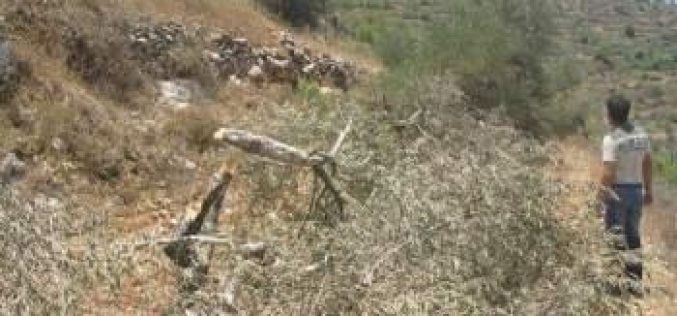 إتلاف 17 شجرة زيتون في بلدة حوارة / محافظة نابلس