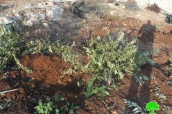 جيش الاحتلال يجرف 7 دونمات زراعية ويقتلع 210 غرسة  في قرية رأس عطية / محافظة قلقيلية