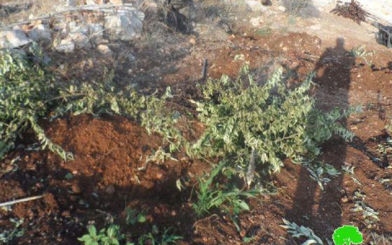 جيش الاحتلال يجرف 7 دونمات زراعية ويقتلع 210 غرسة في قرية رأس عطية / محافظة قلقيلية