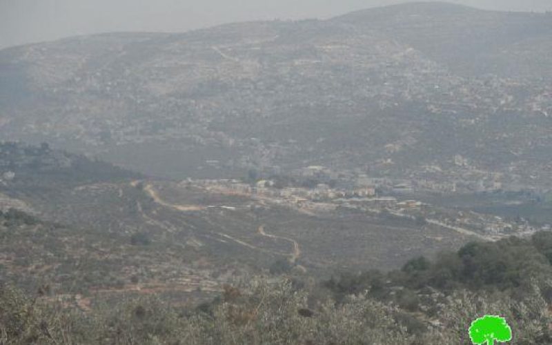 مستعمرون متطرفون يستخدمون الأراضي الزراعية الفلسطينية مراعي لمواشيهم