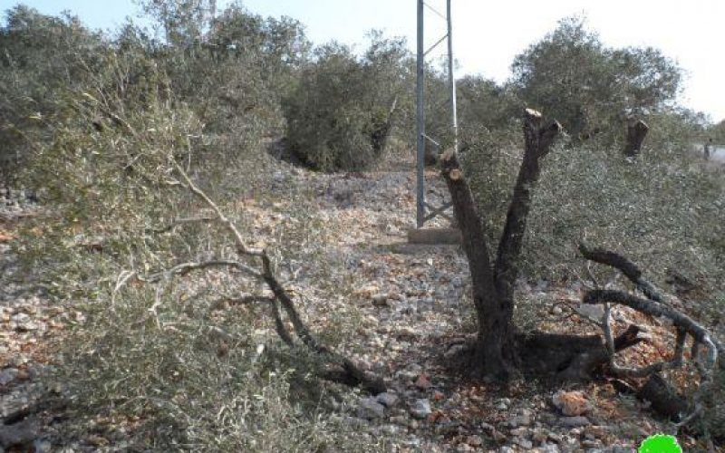اتلاف 23 شجرة زيتون في قرية جيت / محافظة قلقيلية