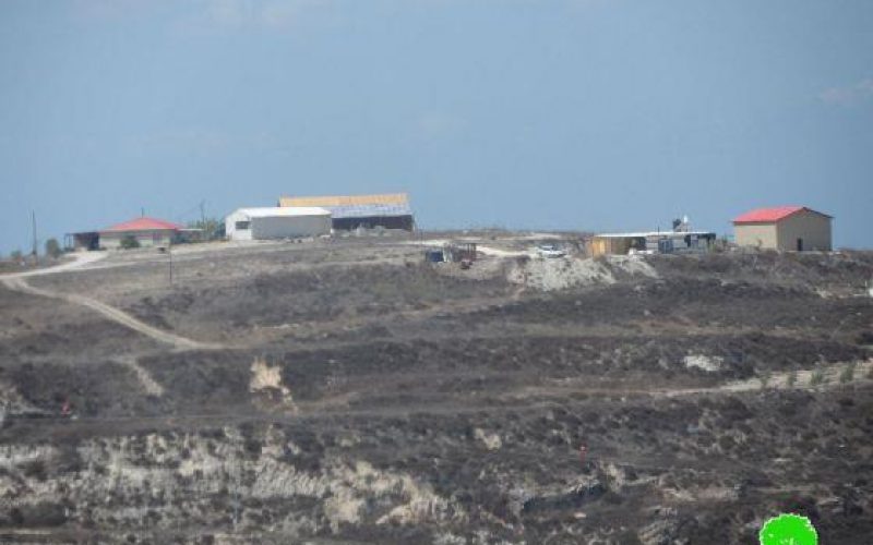 إحراق 48 شجرة زيتون من أراضي قرية تل وصرة / محافظة نابلس