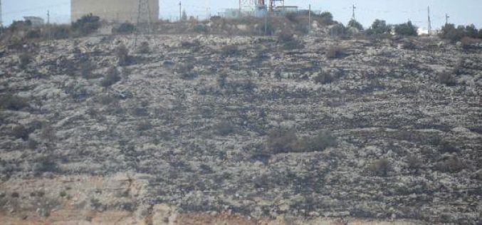 مستعمرو ” الكانا” يحرقون 140 شجرة زيتون في بلدة الزاوية / محافظة  سلفيت