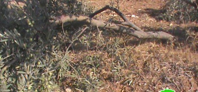 مستعمرو “ماعون” يعتدون على أشجار الزيتون في الحمرا شرق يطا / محافظة الخليل