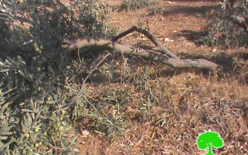 ‘Maon’ colonists attack olive trees in Yatta