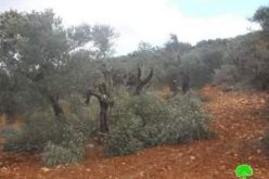 إتلاف 17 شجرة زيتون رومية في قرية ترمسعيا / محافظة رام الله