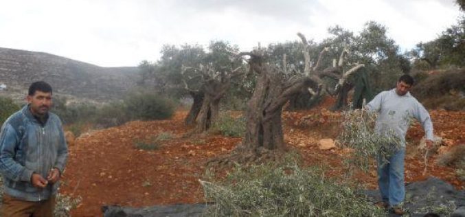 إتلاف 107 شجرة رومية في قرية قريوت /محافظة نابلس