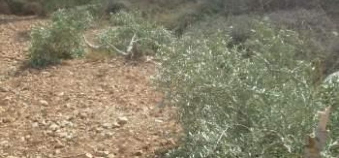 مستعمرو مستعمرة ” يتسهار” يتلفون 11 شجرة زيتون في بلدة حواره / محافظة  نابلس