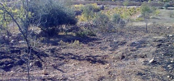Setting 90 almond and olive trees on fire in Al Khader