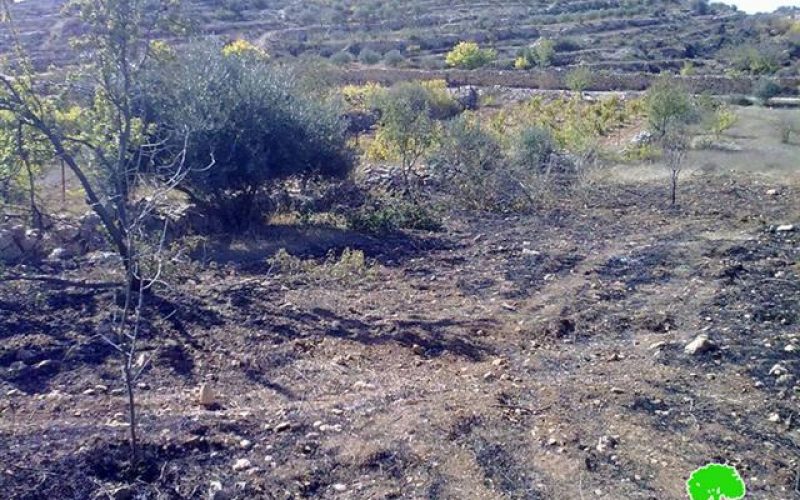 Setting 90 almond and olive trees on fire in Al Khader