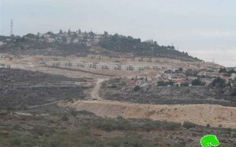 Ravaging 70 dunums for the favor of Kedumim colony at the expense of Palestinian lands