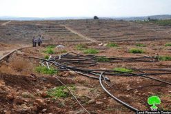 الاحتلال الاسرائيلي يجرف ثمان دونمات زراعية في قرية راس عطية