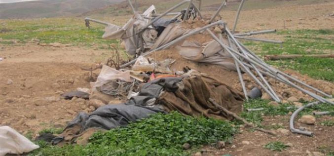 Demolishing three barns for sheep husbandry in Jericho