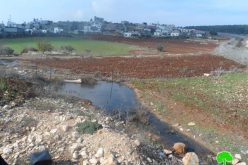 Colony of Meirav pumps sewage into Jalbun lands