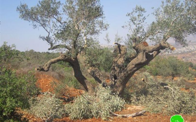 مستعمرو مستعمرة ” يش كودش ” يتلفون 27 شجرة زيتون  في قرية قصرة /محافظة نابلس