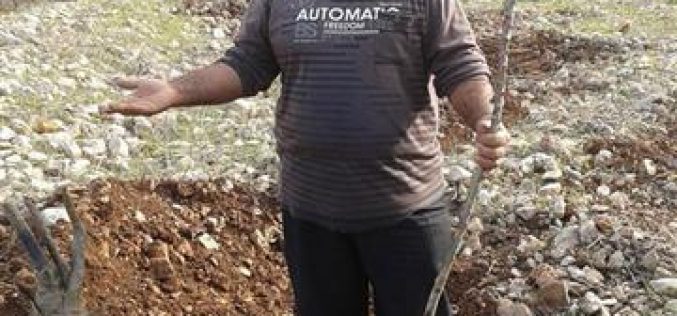 الاحتلال الإسرائيلي  يقطع 1000 غرسة زيتون في وادي قانا /محافظة سلفيت