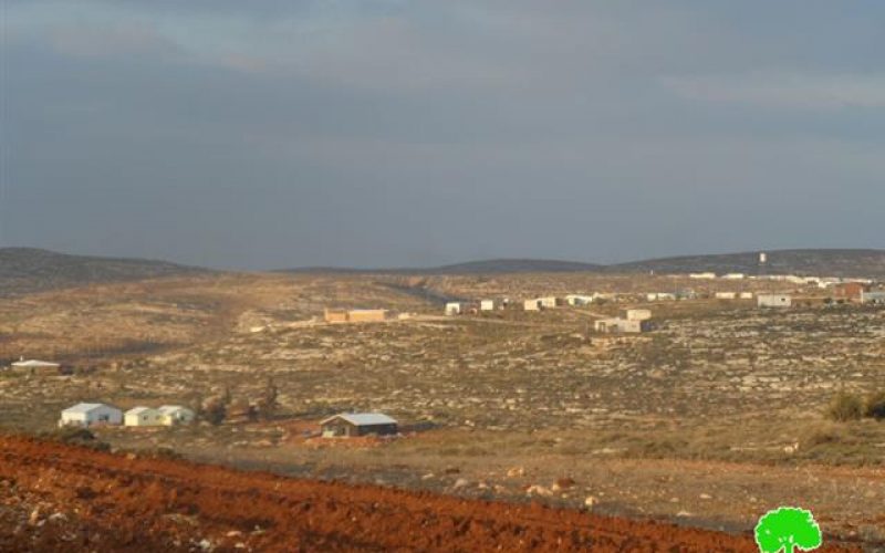 مستعمرو “عادي عاد” يتلفون 560 غرسة زيتون في بلدة ترمسعيا /محافظة رام الله