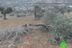 مستعمرو “ايتمار” يتلفون 71 شجرة زيتون معمرة في خربة اليانون / محافظة نابلس