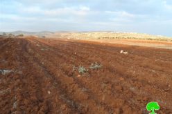 Adi Ad colonists destroy 206 olive seedlings in Turmus’ayya village – Ramallah Governorate